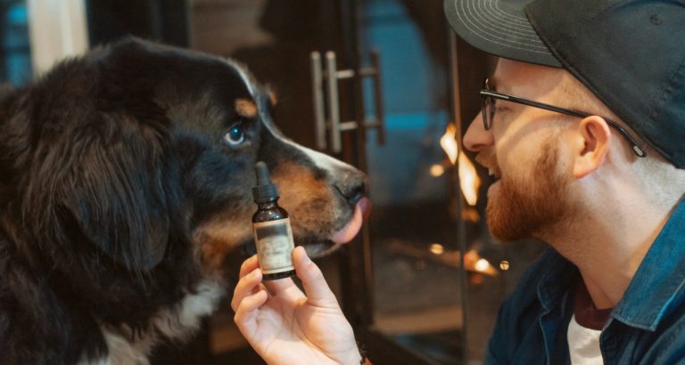 Grab the best CBD oils benefit for pet animals!!