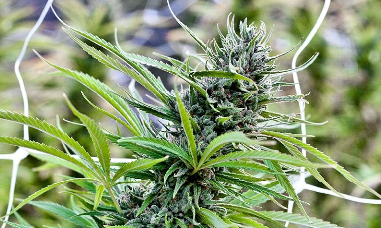 Can You Buy Blue Dream Seeds Online?  