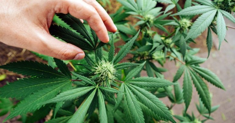 Eating Delicious CBD Gummies Filled with Health Benefits