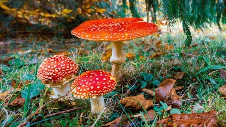 Shamanic Sweets: Amanita Muscaria Gummy Journeys