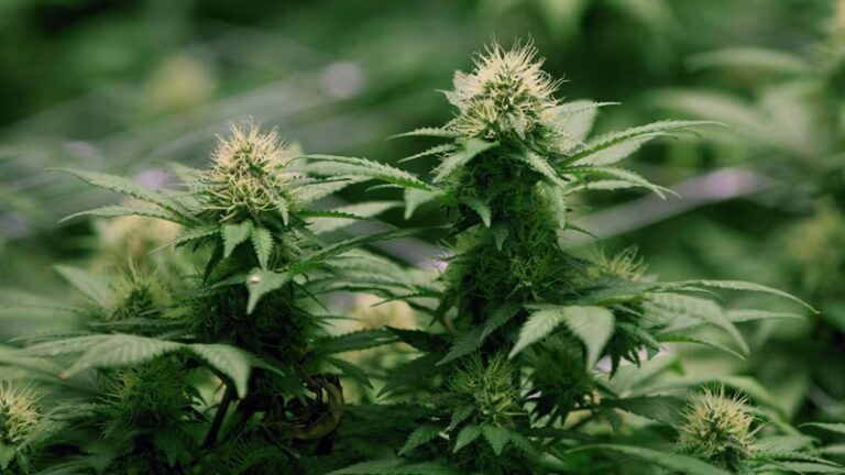 Buying Buds and Cannabis Online in Alberta