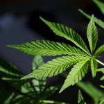 Sustainable Cannabis, Supporting Long-Term, Wellbeing Habits