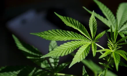 Sustainable Cannabis, Supporting Long-Term, Wellbeing Habits