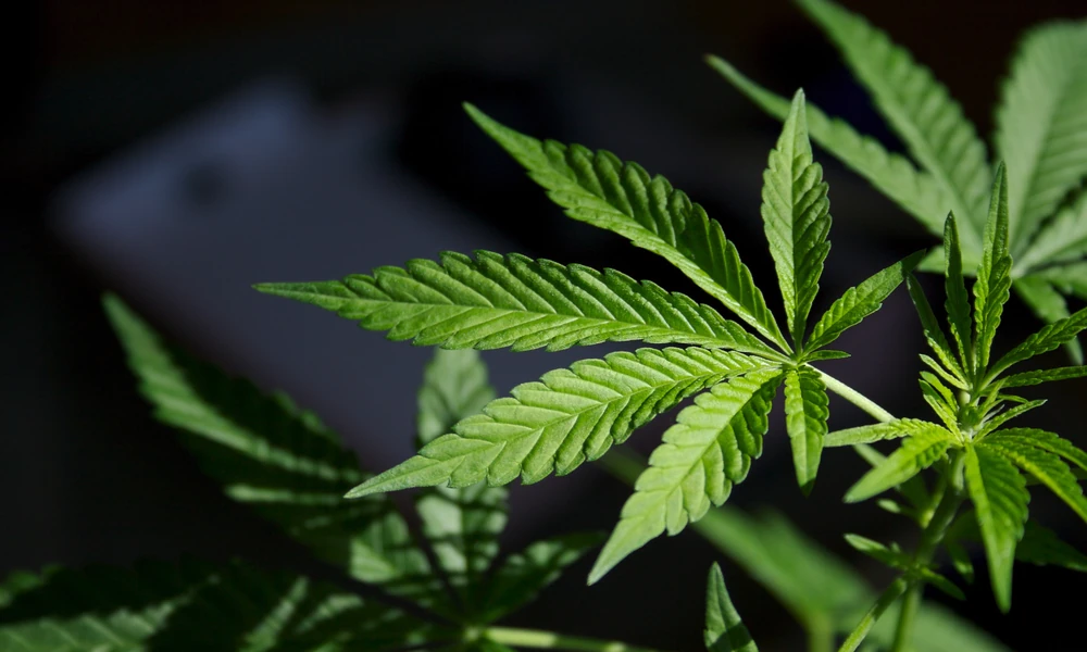 Sustainable Cannabis, Supporting Long-Term, Wellbeing Habits